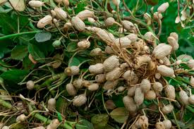 Groundnuts